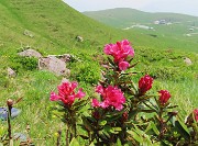 Laghi di Ponteranica dai Piani dell’Avaro con splendide fioriture – 9 giugno 25 - FOTOGALLERY